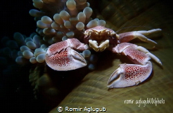 Porcelain Crab on a sea anemone by Romir Aglugub 